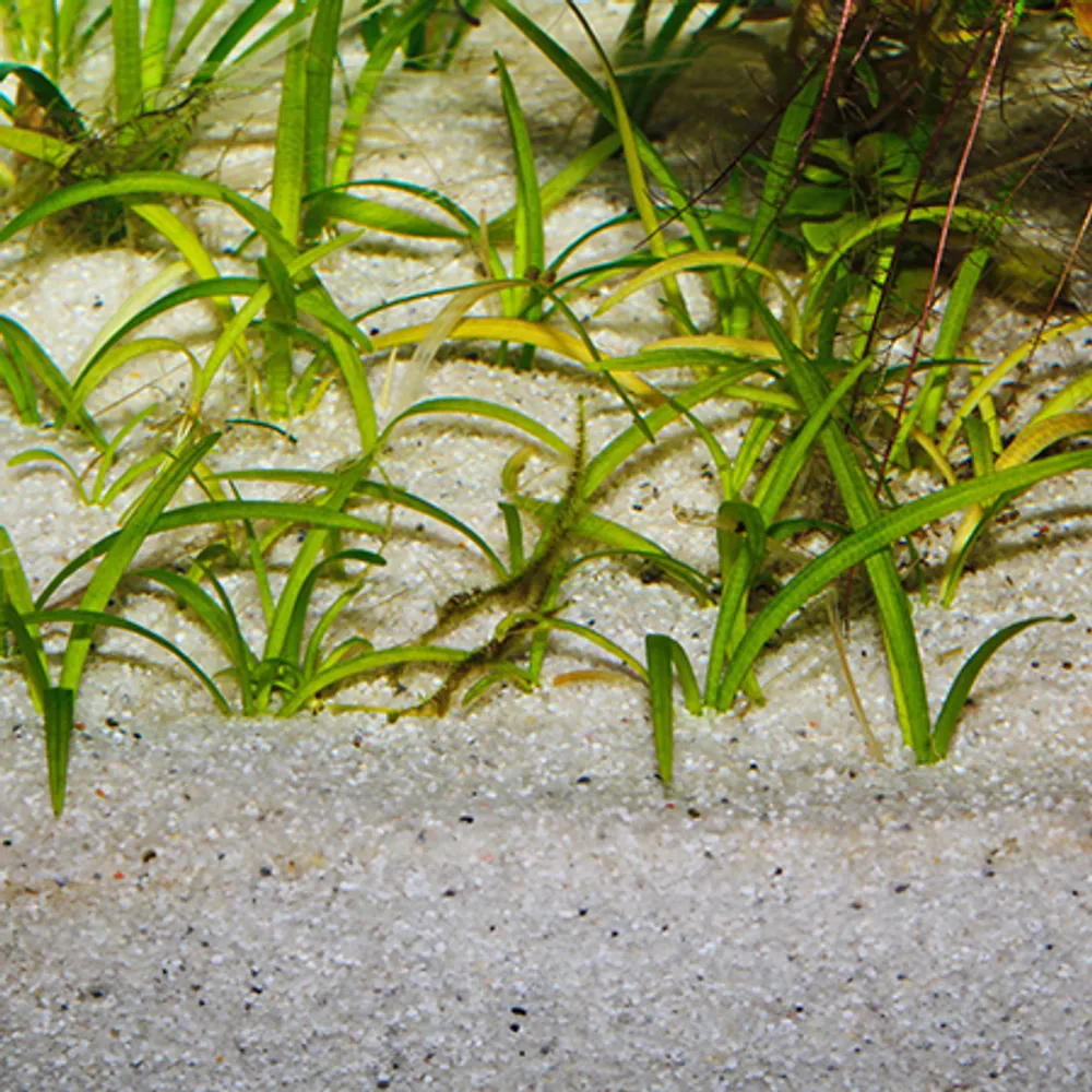 Jbl Sansibar River 5 kg Akvariegrus